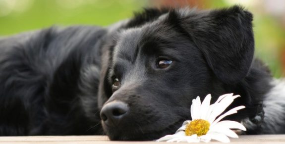 02-Like-a-dog-with-two-tails-636×322
