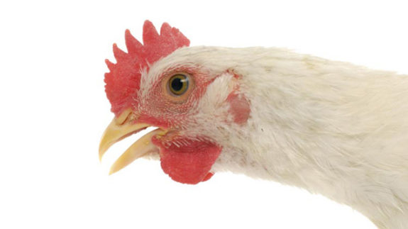 02-Plucking.Feathers