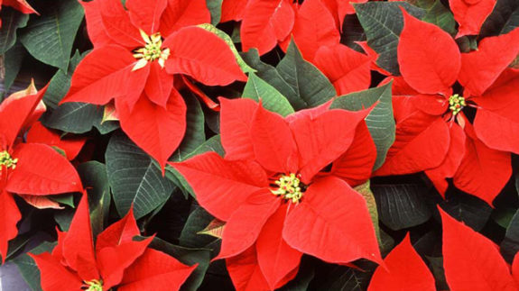 02-The.Christmas.Star-Poinsettia_2