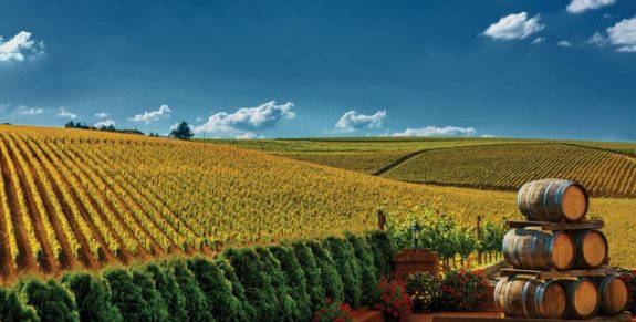02-the-vine-636×322