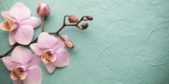 02.A.LESSON.FROM_.ORCHIDS-636×318