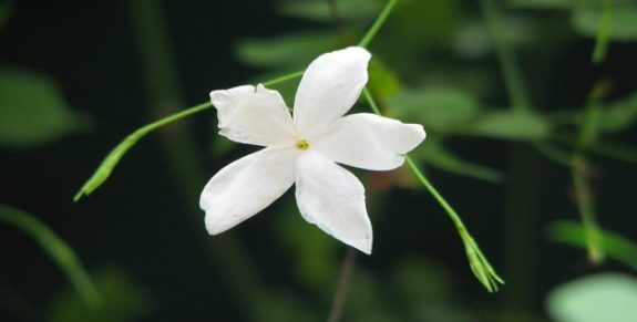 04-The.jasmine.bush02-636×322