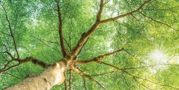 04_tree_of_life-636×322