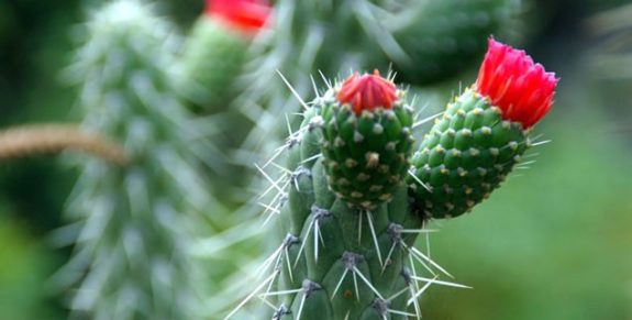 05.The_.Cactus-636×322