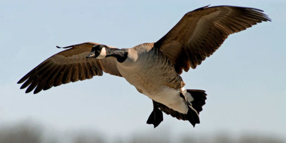06.lone_.goose_