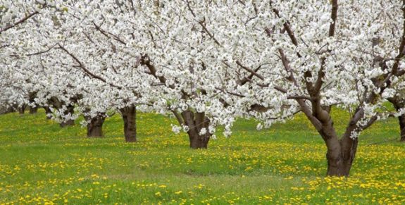 07-fruity-lessons-636×322
