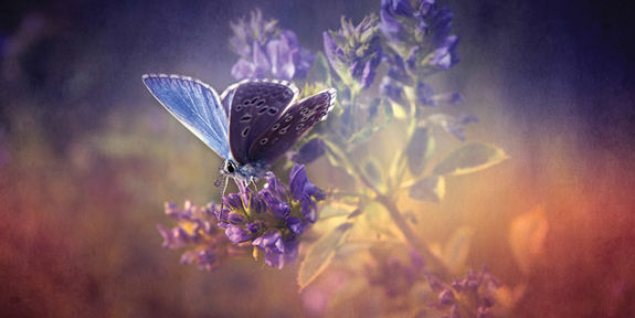 08.tribute.buterfly
