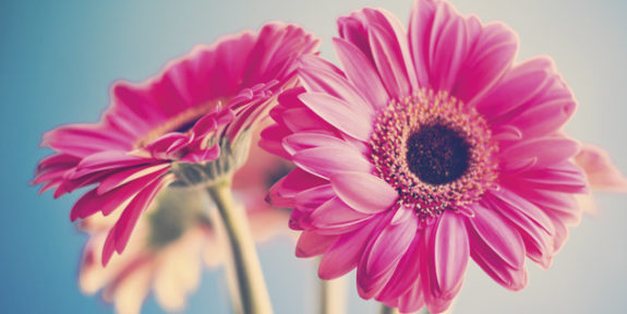 11-Flowers-of-heaven