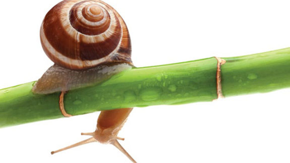 11-Snail.Patrol