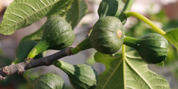12.mystery.fig-tree