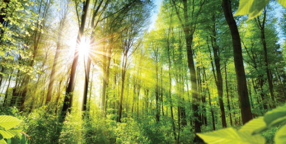 01-Planting-trees