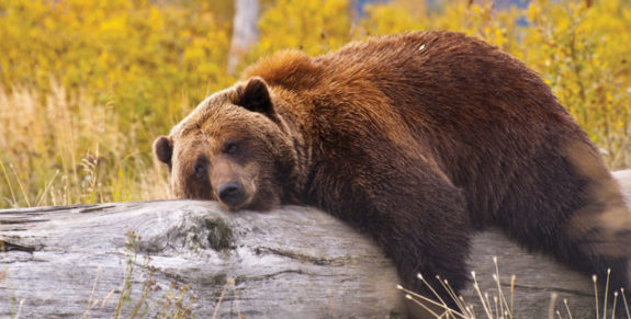 07_Give_change_a_bear_hug